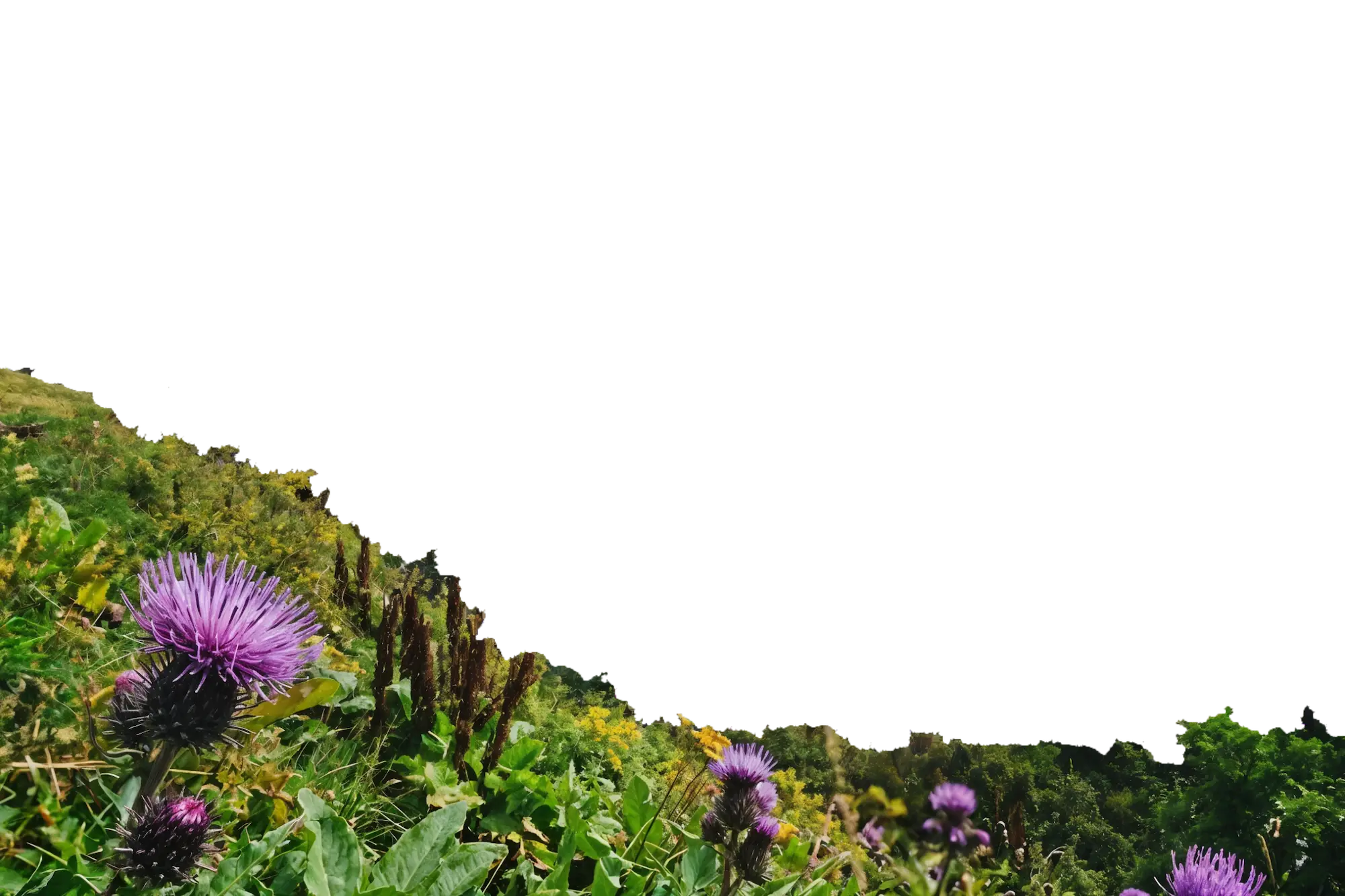 Foreground detail captured with VisionCamera for React Native